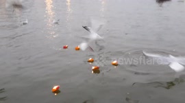A beautiful scene of Ganges River of India with a flock of white seagulls in one winter morning.