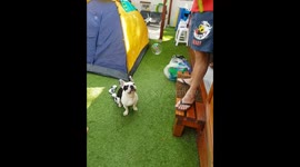 A litle accident ... Sasha and bubbles