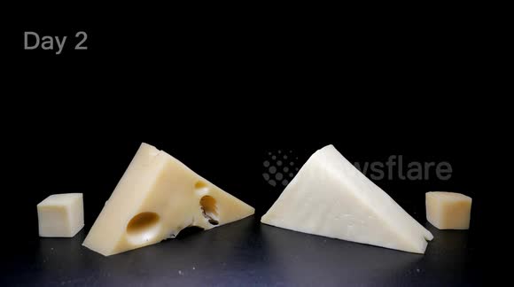 1 Month Time Lapse: Baby Swiss & Mozzarella Cheeses