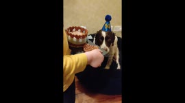 Oliver sings happy birthday as we celebrating Oscar's 14th birthday with The posh pet kitchen birthday cake and a trip to the beach