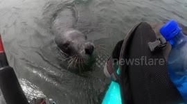 Curious sea lions encircle couple kayaking off Australia's west coast