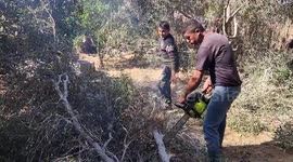. Palestinian lumberjacks cut and prepares firewood for sale and production of charcoal