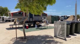 Wild emu came to find something to eat in the campground