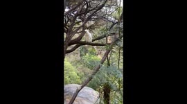 Wild cacatua in Blue Mountains National Park