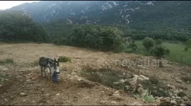 A donkey stole my favourite jacket and decided it needed to be destroyed. At a party in the mountains in Spain in Autumn 2022.