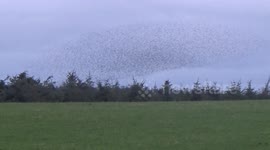 Starling Murmuration at Rough Torr , Cornwall  19 , 11 2022 Just outside Camelford