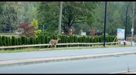 Wild Deer going for an early morning walk observing all of the road laws