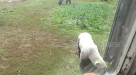 A cheeky polar bear ignored an explorer's pleas and chewed on his canoe while he watched through a window