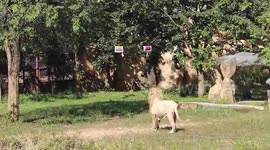 Lion predicts England will BEAT Iran in World Cup football game