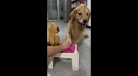 Dog owner tries funny but effective trick to feed moody Golden Retriever
