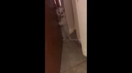 Startled cat has cute reaction