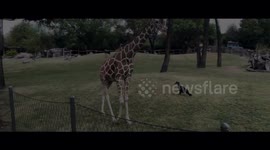 Animals is 4k Giraffe. Very amayzing creatures out here. Long necks