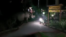 Giant rhino strays into resort in Nepal