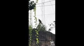 Superb Lyrebird mimic a number of unique sounds!