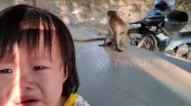 Toddler cries when a wild monkey is approaching her
