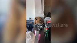 Fox trashes family kitchen after creeping in at night and refuses to leave