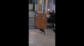 Stray cat with broken leg limps into Turkish hopsital