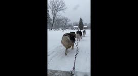 Escape with this sled dog rude on fresh snow in Canada