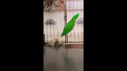 temp
