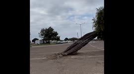 FAIL Tree Ride gone wrong