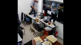 Massive lizard causes havoc at office, scares employees