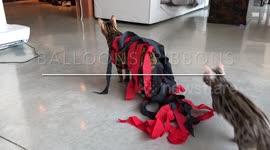 A video of Bengal Kittens playing with ribbons and Balloons