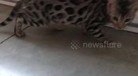 Albus the Bengal Kitten playing fetch with his owner
