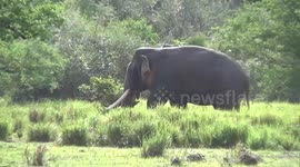 famous model in the jungle .huge tusker called barana came to find his partner in the group