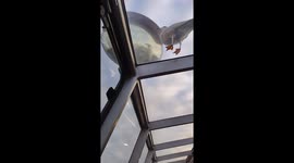 Amusing scene as seagull bewildered by own reflection aboard Thames riverboat