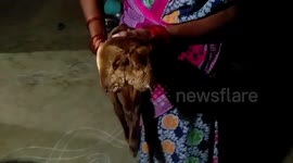 Lamb born with 2 heads in southern India