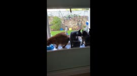 Cats take turns to drink milk