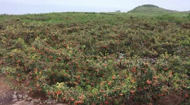 The Fruits of A Hawthorn Garden in Zaozhuang, China