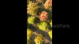 Taxodium Distichum in Linggui Mountain in Nanning, China