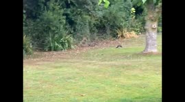 Sparrow hawk eating/savaging Pigeon alive, early in morning, with the other birds in the trees making warning calls. Taken in Hampshire UK