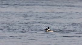 A Chinese Merganser Takes Off in Shijiazhuang, China