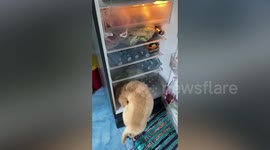 Hot pet Golden Retriever dog climbs inside fridge to cool off