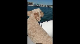 My dog having a great time out in the river riding with me on my dinghy