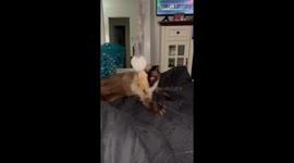 Feisty feline loves to chase catnip toy. Chases all around.