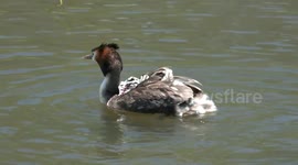 Father Grebe swims with three chicks on his back, while a fourth chick struggles to climb aboard.