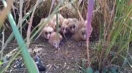 Strange-looking baby birds found in passion fruit orchard in China