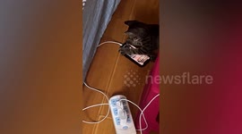 Chinese man discovers that his cat switches his alarm clock off in morning