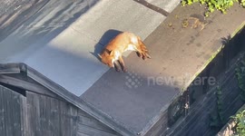 London fox sunbathes ON SHED ROOF in rare winter sunshine