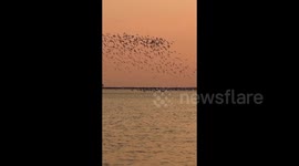 A Flock of Pied Avocet Flies at Sunset in Beihai, China
