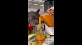French Bulldog makes special juice in McDonald’s apron.
