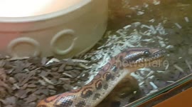 This snake was busy exploring and slithers along using its toung to navigate the surroundings