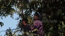 Palestinians harvest walnuts 