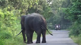 huge tusk elephant chasing to cars and peoples on the road and village