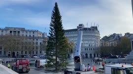 Trafalgar Square's  Christmas tree installed