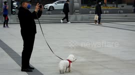Dog Breeding Policy in Yichang, China