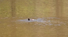 Waterbird warfare – two pairs of Australasian Grebes seriously fighting and calling